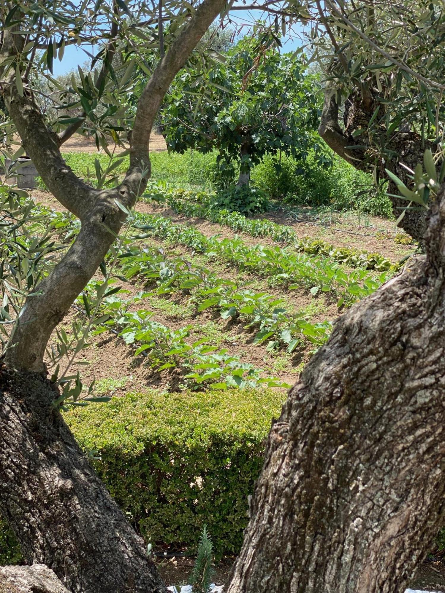 Il Palmento Di Villa Clelia 1936 Locri Ngoại thất bức ảnh